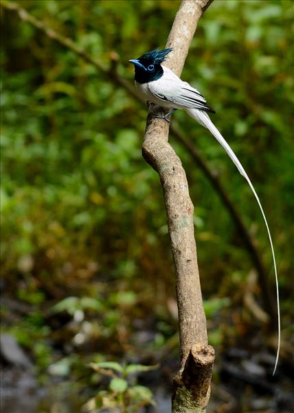 Asian paradise flycatcher-Male
